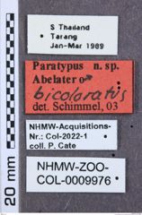 Etiketten zu Calais pectinicornis (NHMW-ZOO-COL-0009976)